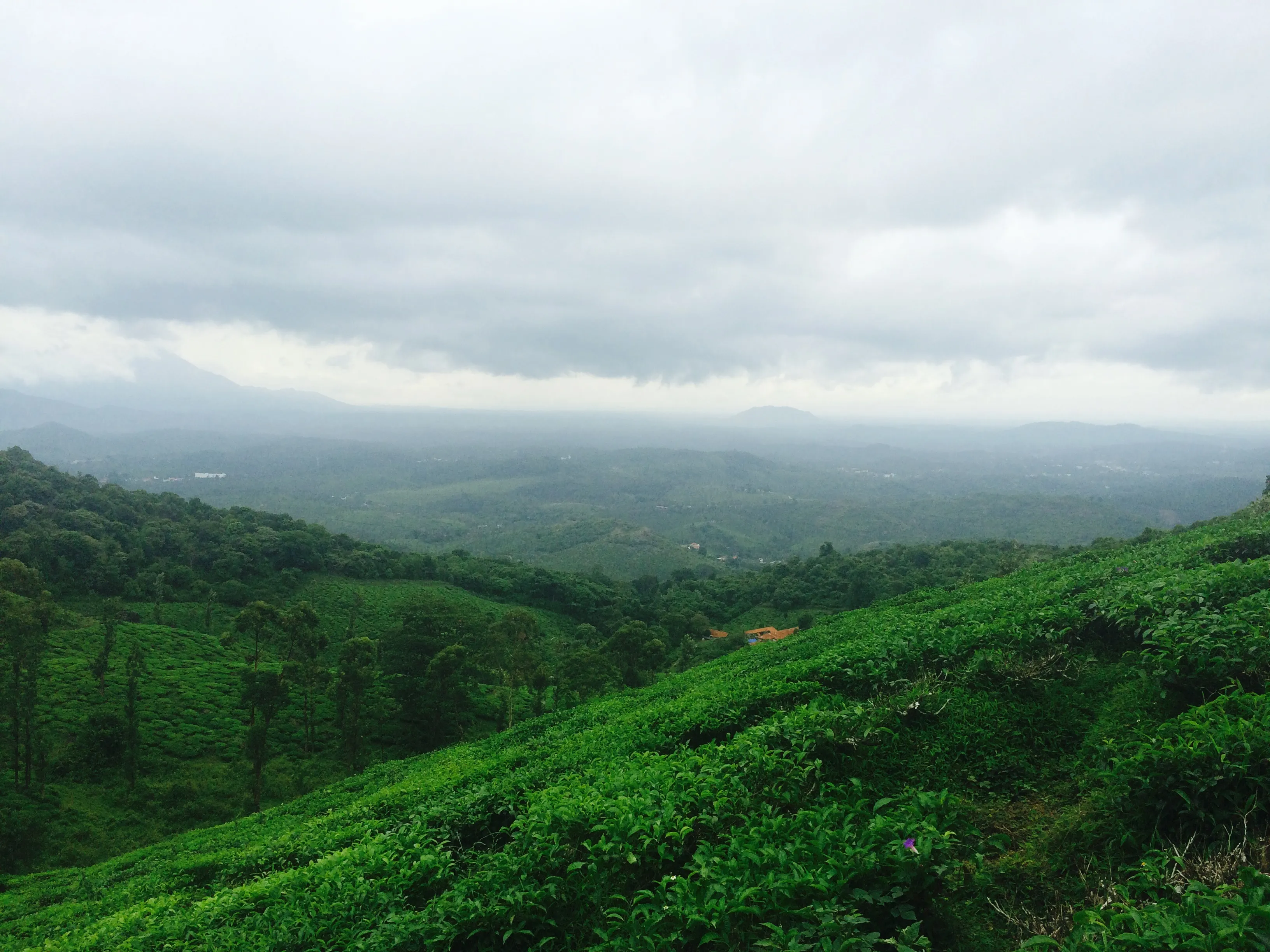 Forest trail disappearing into the mist of the Western Ghats in Wayanad