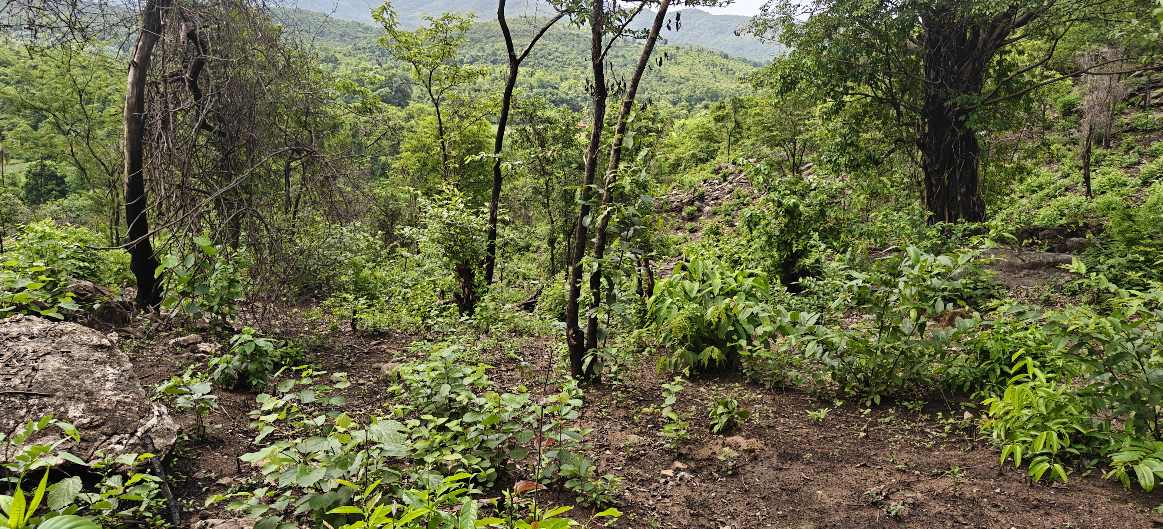Edakkal Caves petroglyphs in the Wayanad highlands, Kerala