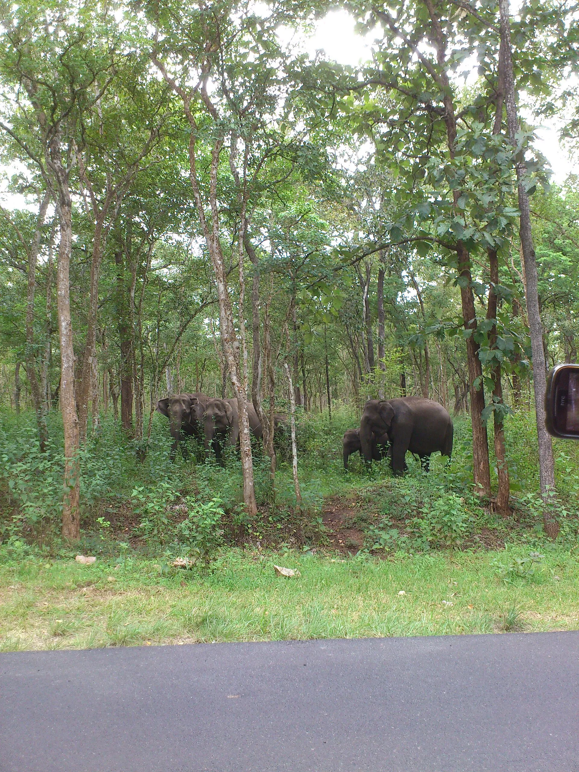 Cardamom and spice plantation trail at the Wayanad eco-lodge, Western Ghats