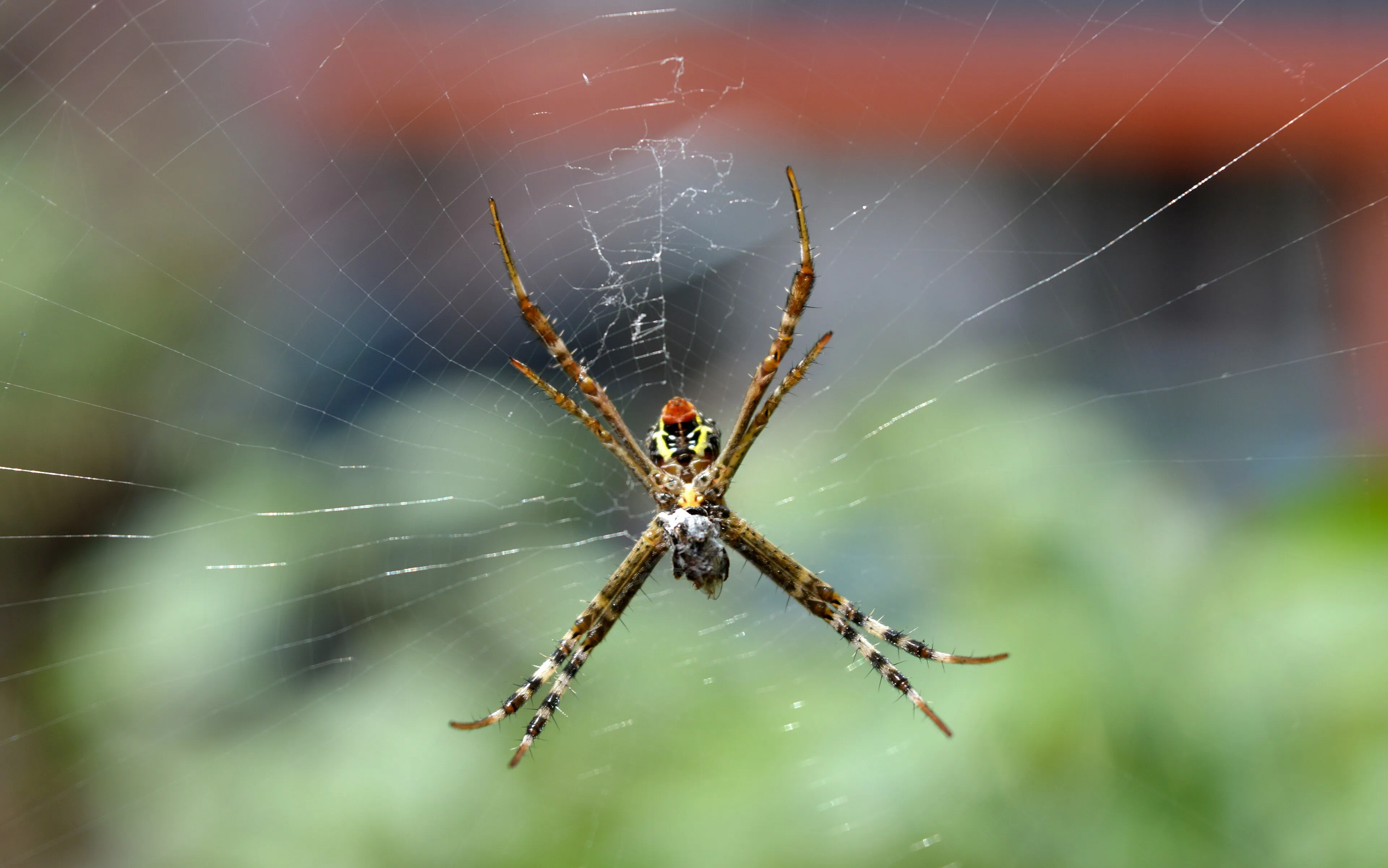 Signature Trekking at the Wayanad eco-lodge, Kerala